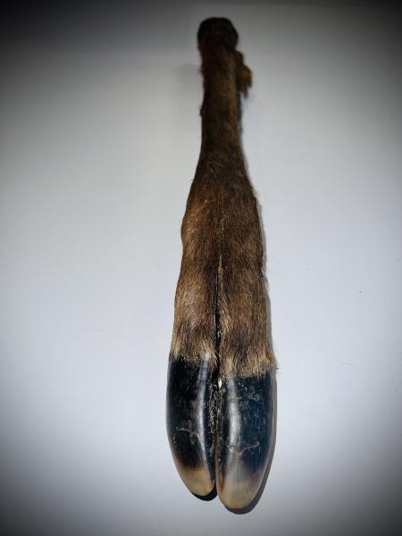 Hirschbein mit Fell